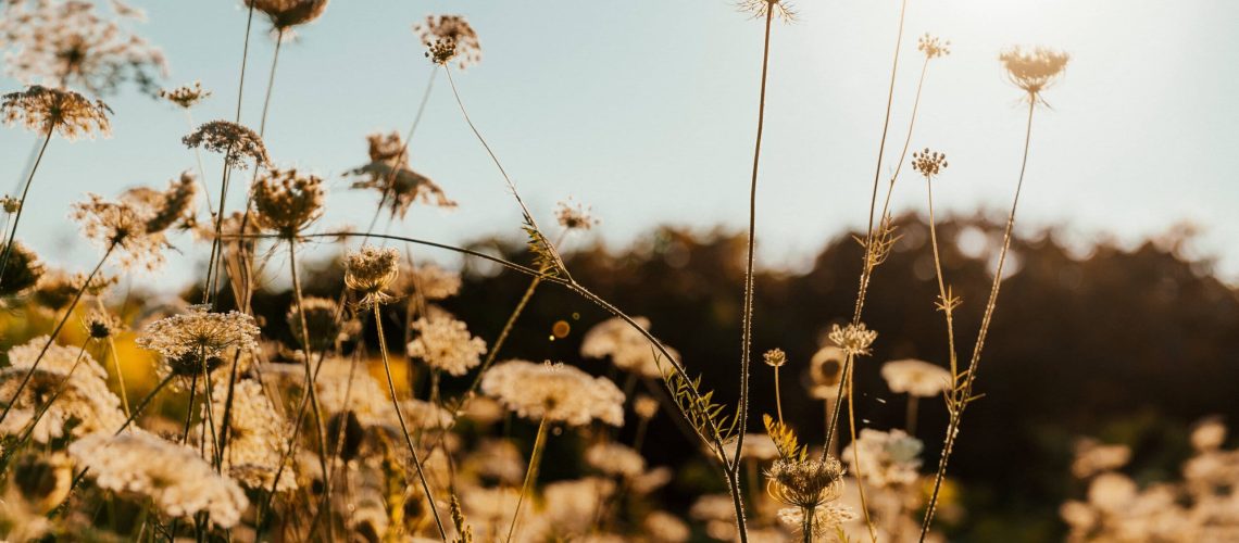 thin-plant-stems-in-sun-1-scaled.jpg